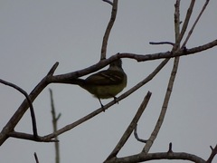 Elaenia flavogaster