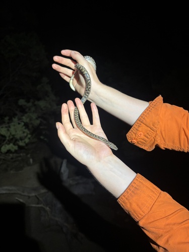 Spotted Python