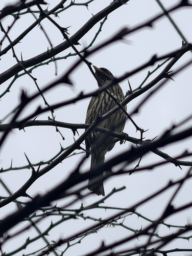 Palmchat (Dulus dominicus), photo 7