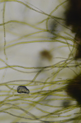 Urospora