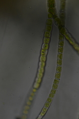 Urospora