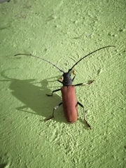 Jupoata rufipennis
