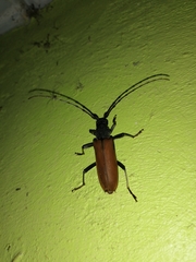 Jupoata rufipennis