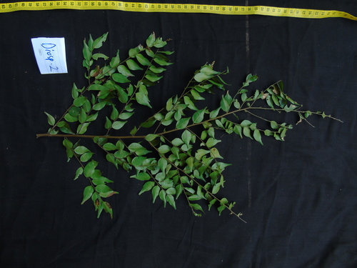 Hopea dryobalanoides observed 2022-03-31