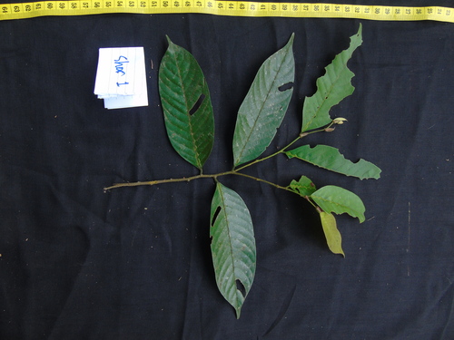 Shorea parvifolia observed 2022-03-31