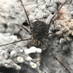 Ortholasma rugosum