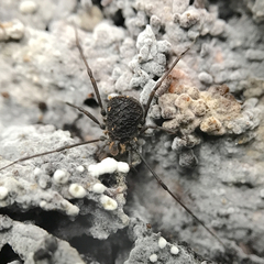 Ortholasma rugosum