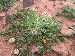 Lepidium thurberi