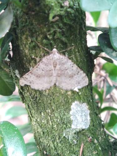 Colostygia multistrigaria olbiaria