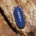 Isopod Iridescent Virus - Photo (c) James Bailey, some rights reserved (CC BY-NC), uploaded by James Bailey