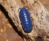 Invertebrate Iridescent Virus 31 - Photo (c) James Bailey, some rights reserved (CC BY-NC), uploaded by James Bailey