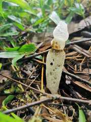 Staheliomyces cinctus