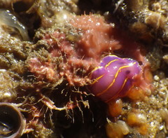 Aplysilla glacialis