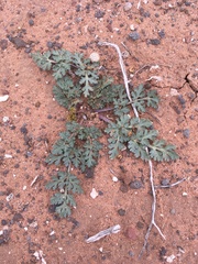 Cymopterus glomeratus