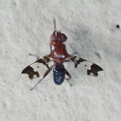 Epiplatea erosa