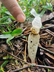 Staheliomyces cinctus