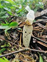 Staheliomyces cinctus