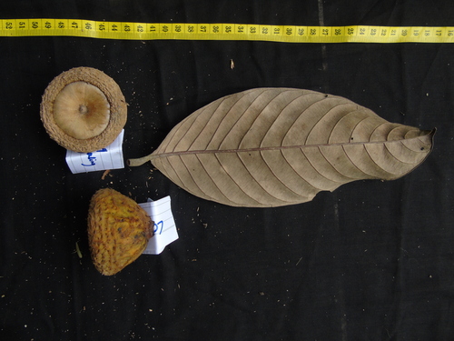 Lithocarpus pulcher observed 2022-03-31
