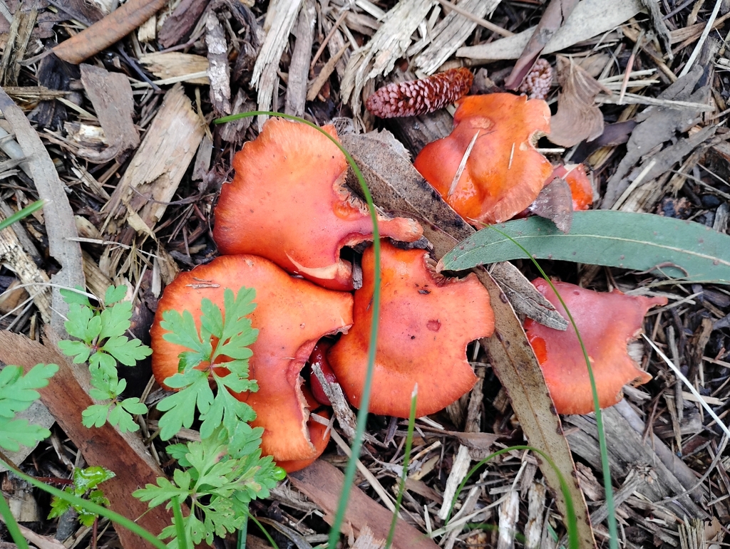 Leratiomyces ceres · March 2026 · photo: © pholroyd (iNaturalist, cc0)