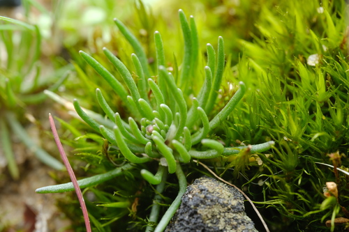 Pearlwort Spurrey (Spergula morisonii)