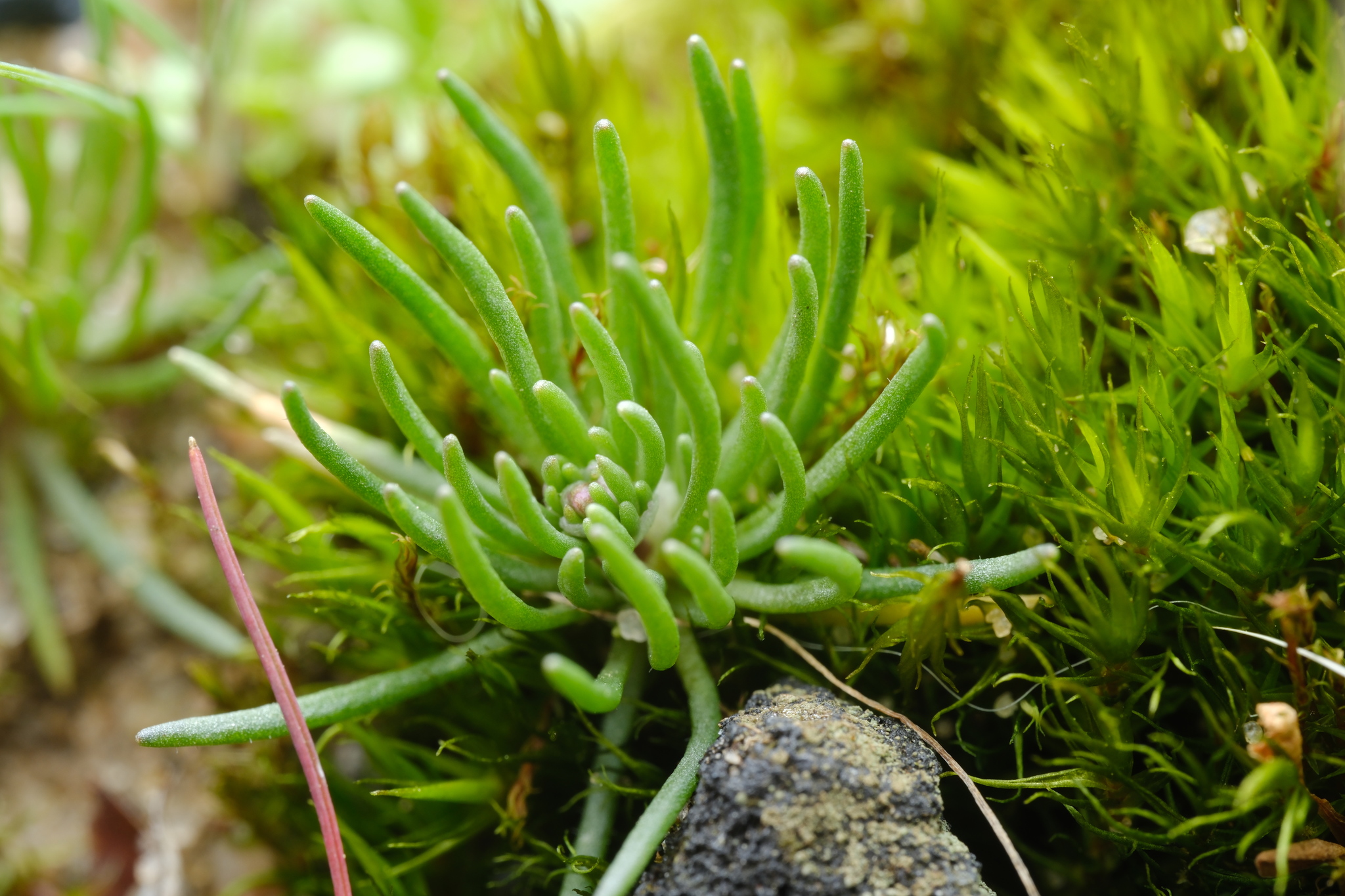 Pearlwort Spurrey (Spergula morisonii)