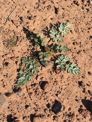 Cymopterus glomeratus