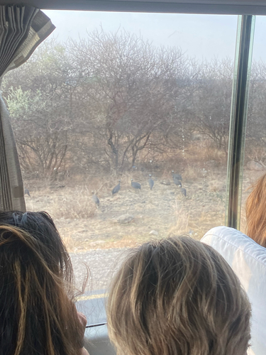 Helmeted Guineafowl