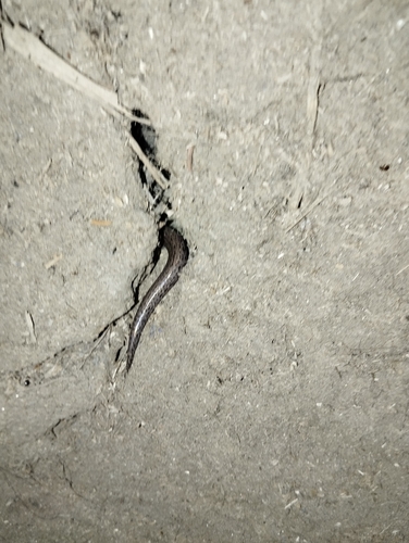 White-spotted Supple Skink