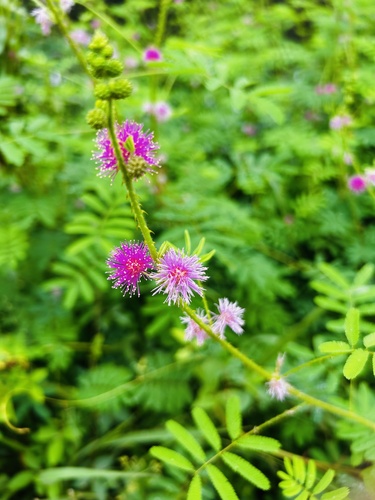 Giant False Sensitive Plant