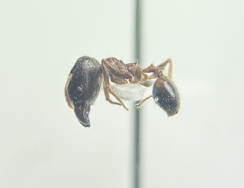 Pheidole fervens observed 2026-03-02