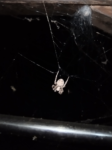 Hump Back Araneid Spider