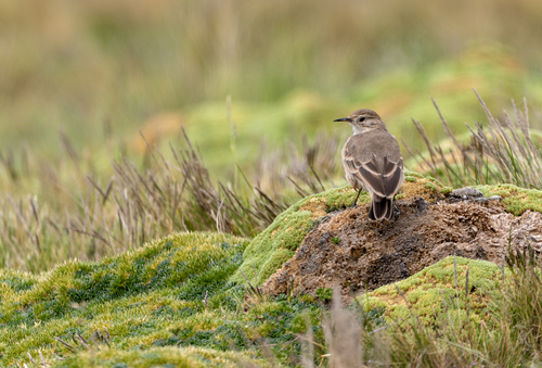 Common Miner (Geositta cunicularia)