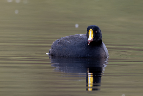 Giant Coot (Fulica gigantea), photo 4