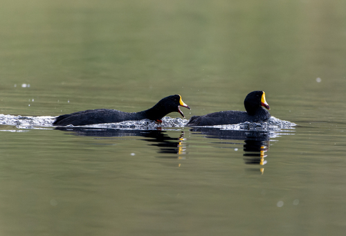 Giant Coot (Fulica gigantea), photo 5