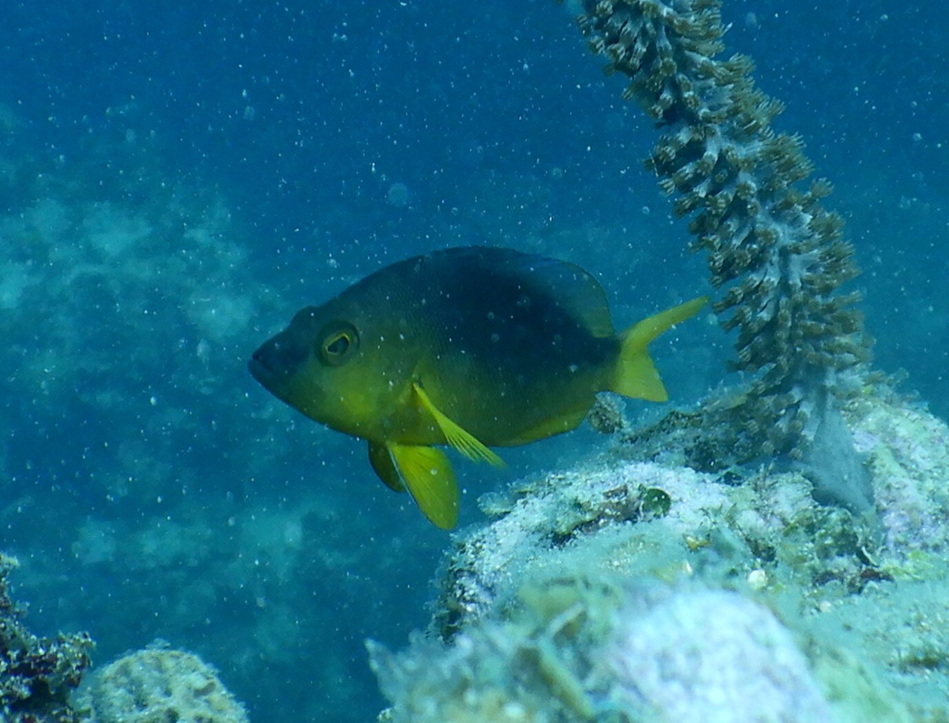 Yellowbelly Hamlet photo 8