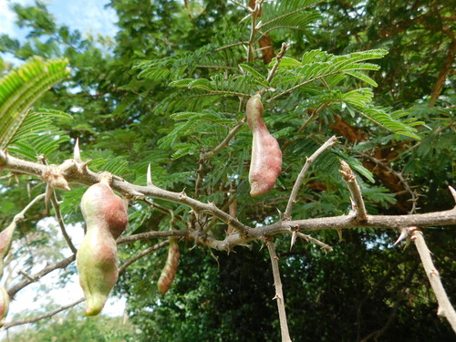 Paperbark Thorn (Vachellia sieberiana)