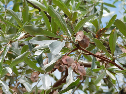 Clusterleaf (Terminalia sericea)