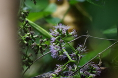 Aristeguietia lamiifolia