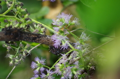 Aristeguietia lamiifolia