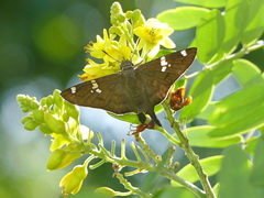 Ectomis octomaculata
