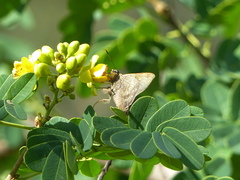 Ectomis octomaculata