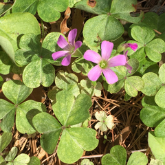 Ionoxalis