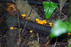 Favolaschia calocera