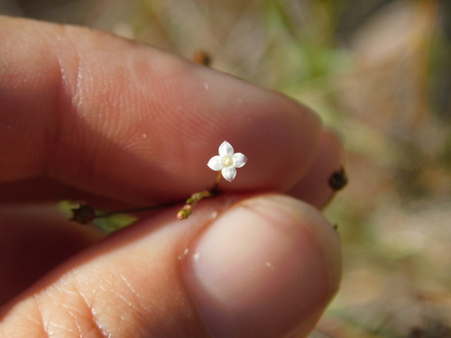slender diamond flower (Oldenlandia herbacea)