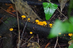 Favolaschia calocera
