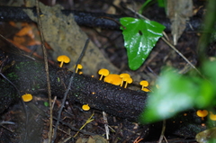 Favolaschia calocera
