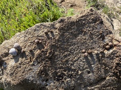 Xerarionta intercisa