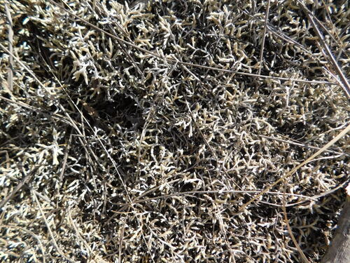 Drege's Spikemoss (Selaginella dregei)