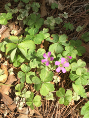 Ionoxalis