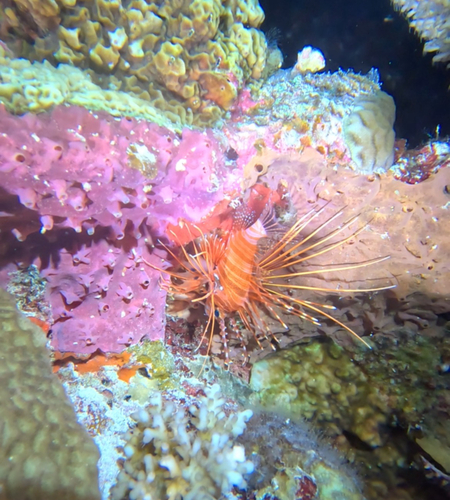Spotfin Lionfish — seen at this dive site